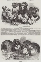 West Kent Poultry Exhibition